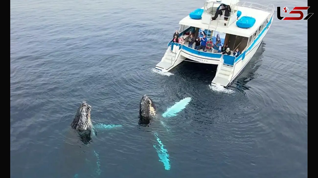 2 نهنگ یک قایق گردشگری را دزدیدند! + عکس باورنکردنی