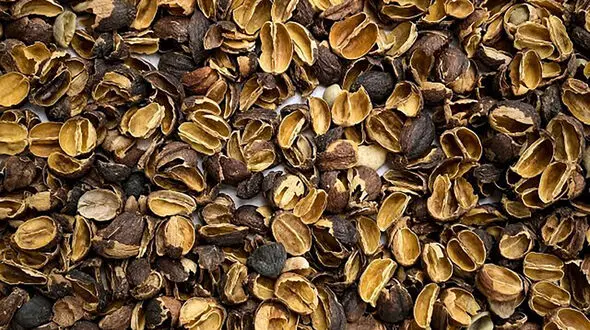 تولید همزمان هیدروژن، برق و آب شیرین از پوسته قهوه؛ یک فناوری شگفت‌ انگیز