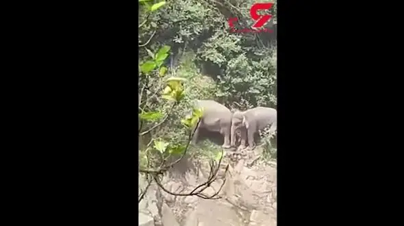 غرق شدن گله فیل‌ها بر اثر سقوط از آبشار+ فیلم
