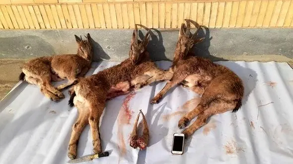 تعقیب و گریز شکارچیان خلافکار در شاهرود / ۳ لاشه بز و میش کشف شد