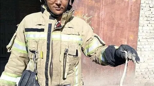 وحشت از مار سمی در کوچه خسروی تهران + تصاویر 