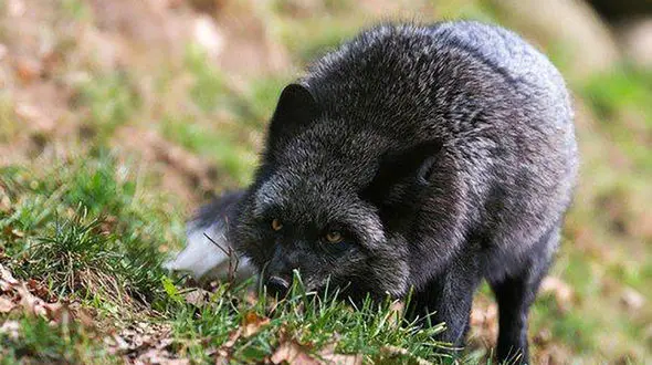 باارزش ترین روباه + عکس