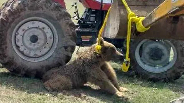 حکم بازداشت مسببان تلف‌شدن خرس قهوه‌ای صادر شد