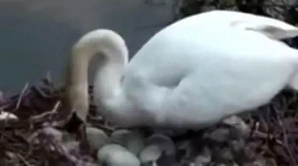 فیلم عجیب حمله عقاب به قوها !