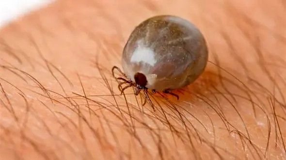 مشاهده تب کریمه کنگو در گیلان/ ۶ تست مثبت شد