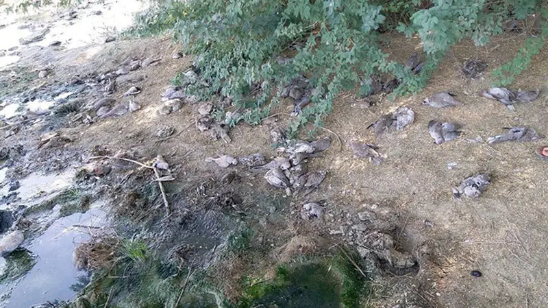 وقوع پدیده‌ای نادر در شهرستان کنارک؛ جزئیات مرگ دسته‌جمعی پرندگان 