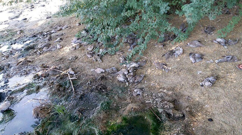  وقوع پدیده‌ای نادر در شهرستان کنارک؛ جزئیات مرگ دسته‌جمعی پرندگان 