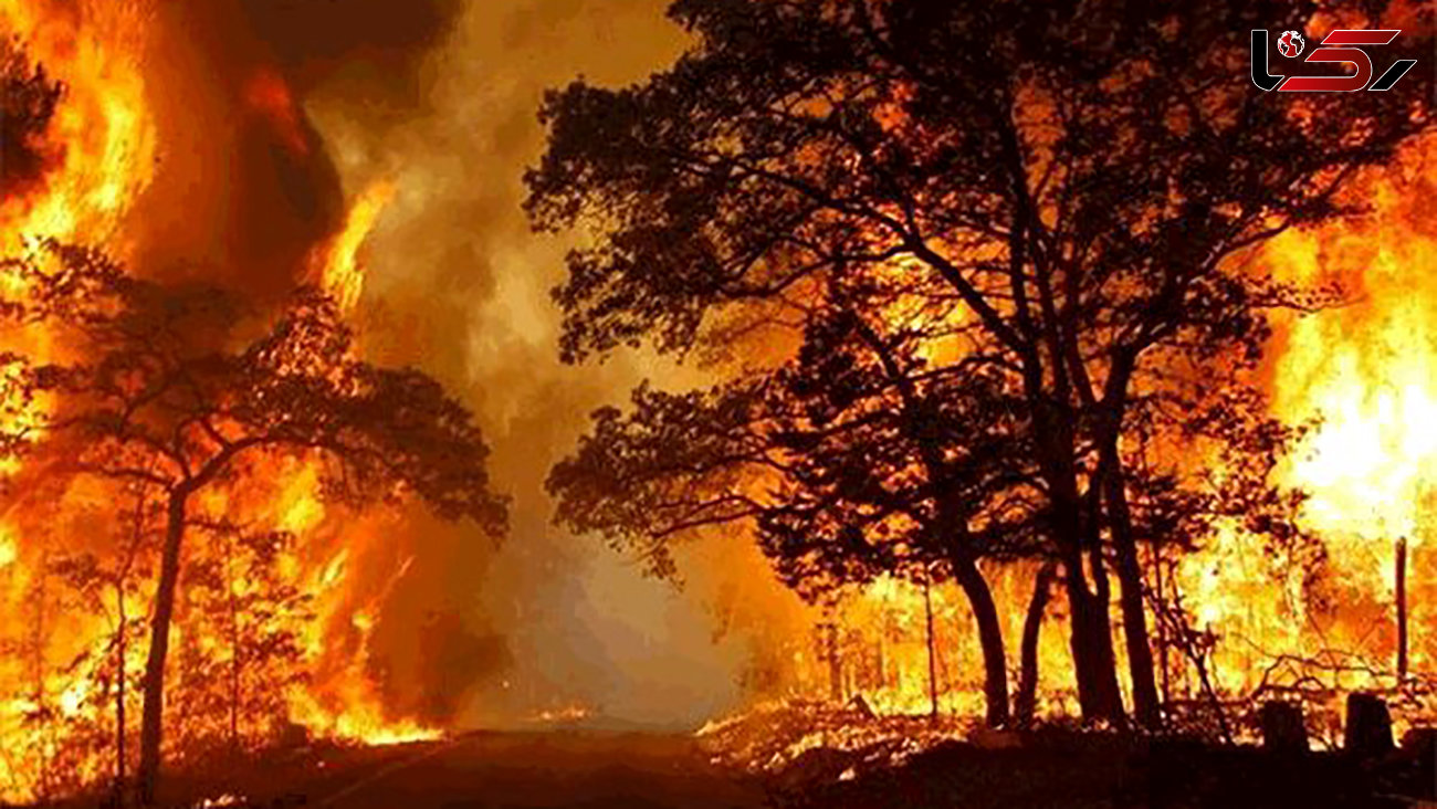 تلاش برای مهار آتش‌سوزی در جنگل‌های بلوط بلند اردل