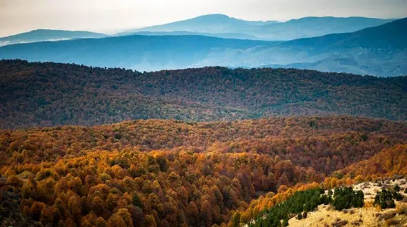 جنگل راش کجاست؟ + عکس