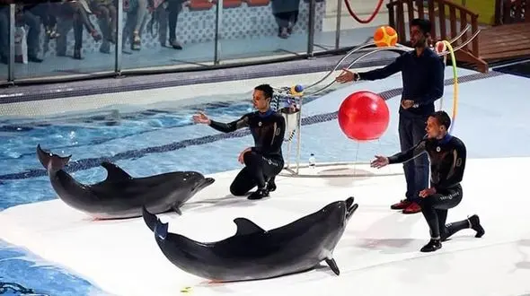 ممنوعیت استفاده از حیوانات در سیرک / تلف شدن 12 پستاندار دریایی در دلفیناریوم تهران و تبریز 