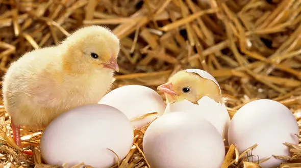 ماجرای زنده به گور کردن جوجه های یک روزه چیست ؟ / قیمت تخم مرغ هفتگی اعلام می شود