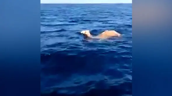 ماجرای شترهای شناگر در دریا + فیلم 