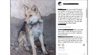  گرگ های یک میلیون تومانی در اینستاگرام می فروشند!+ عکس 
