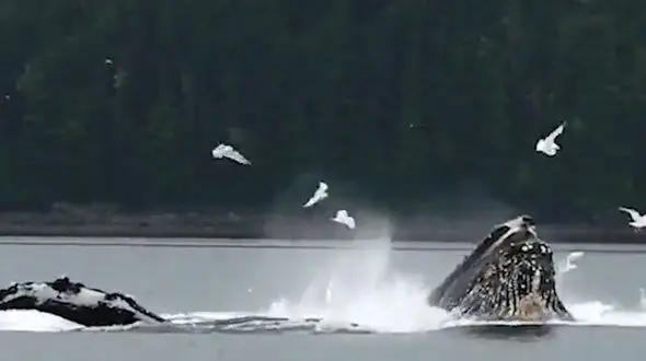 نهنگ ها با تشکیل حباب ماهیگیری می کنند +فیلم