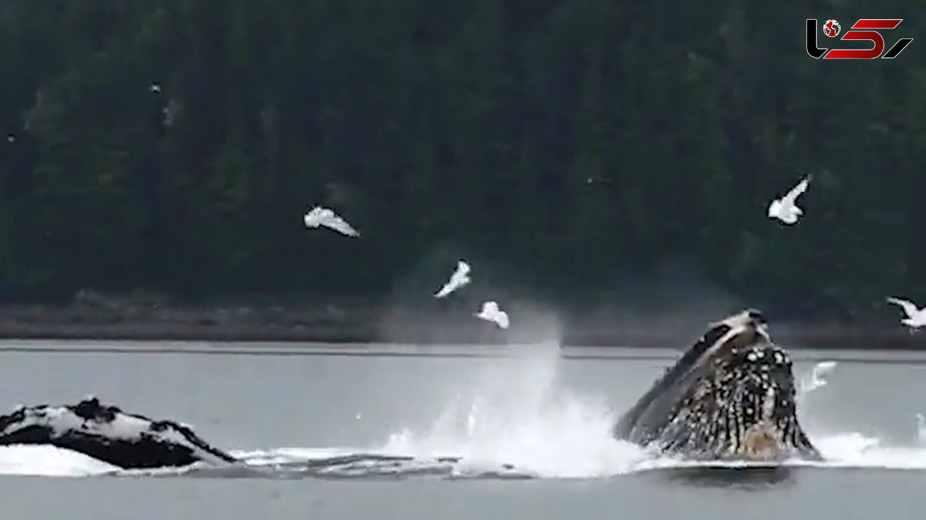 نهنگ ها با تشکیل حباب ماهیگیری می کنند +فیلم