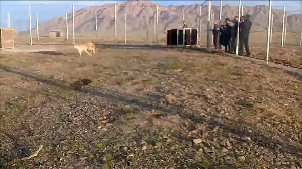 رهاسازی یوزپلنگ در منطقه حفاظت شده سمنان + فیلم