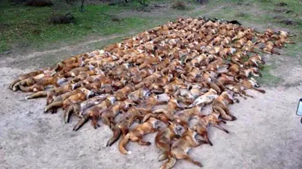 عکس هولناک شکار 100 روباه و ارتباط آن با فوتبالیست مشهور