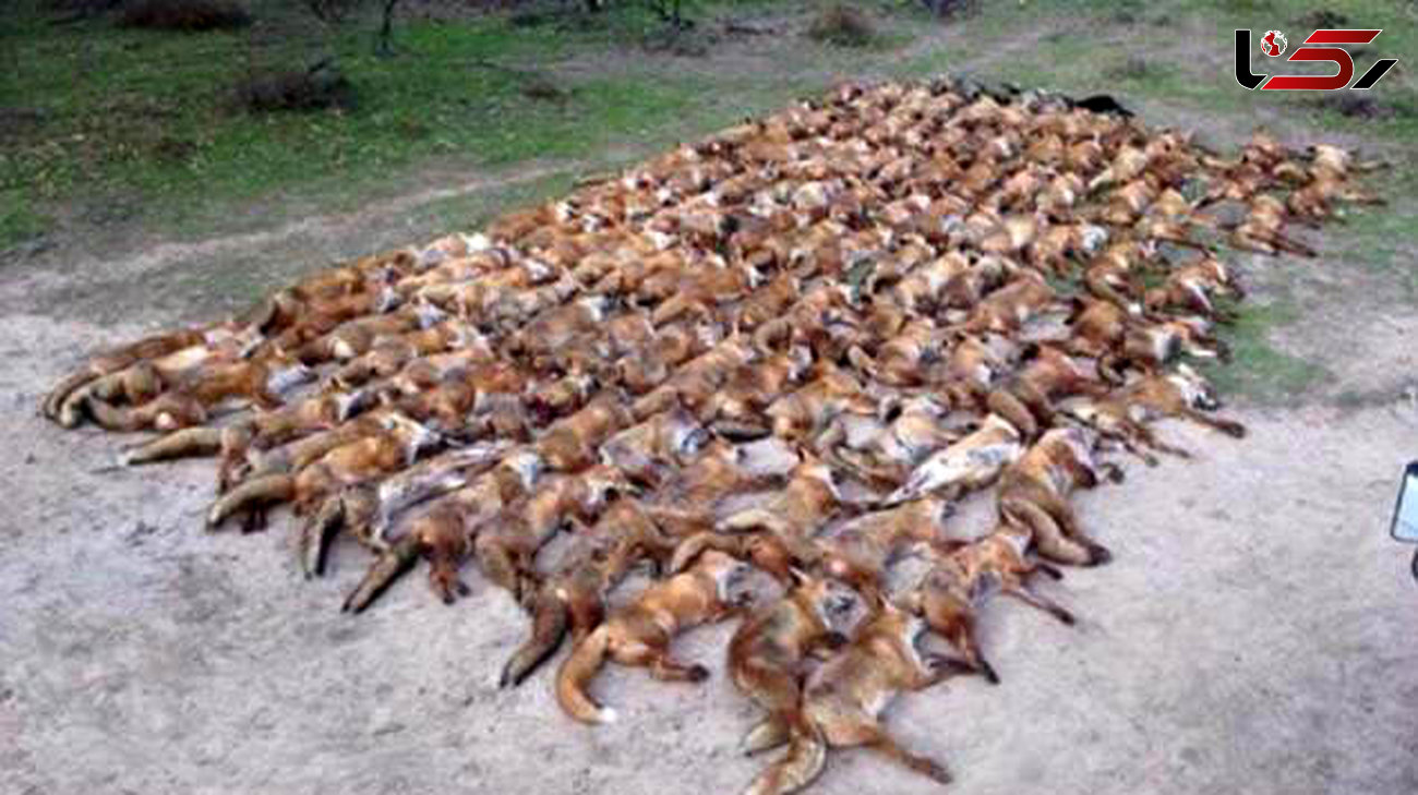 عکس هولناک شکار 100 روباه و ارتباط آن با فوتبالیست مشهور