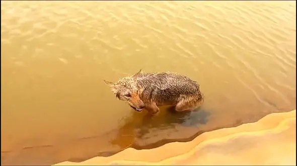 فیلم نجات گرگ وحشی از مرگ در آب ! / انسانیت این مرد را ببنید !