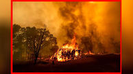 آتش سوزی مهیب در جنگل‌های کالیفرنیا و آریزونا