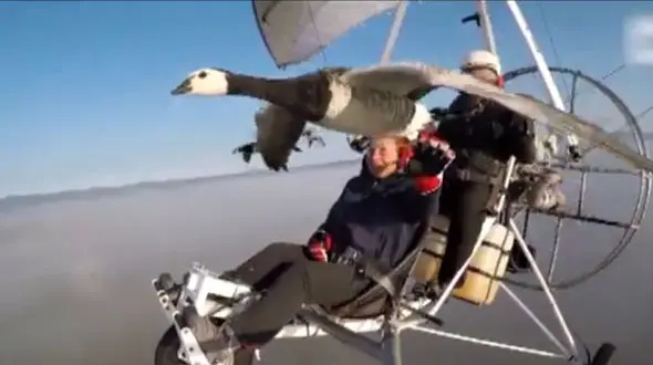 فیلمی حیرت انگیز از پرواز دو خلبان با پرندگان در کوچ زمستانی + عکس