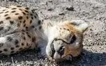 ایران؛ موزه‌ای از گونه‌های در حال حذف /حیات وحش ایران زیر سایه نیم‌قرن مدیریت ناکارآمد/۸۶ گونه جانوری کشور در معرض انقراضند