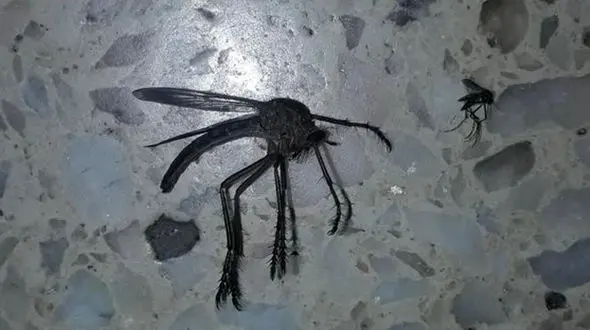 عکس غول پیکرترین حشره  / اسپانیا