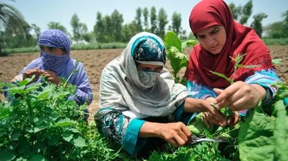 گزارش فائو از نقش مهم ایران در تأمین غذای جهان/ رتبه‌های ۱ تا ۲۰ ایران در صادرات ۲۵ محصول