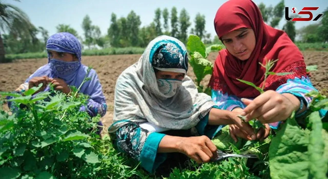 گزارش فائو از نقش مهم ایران در تأمین غذای جهان/ رتبه‌های ۱ تا ۲۰ ایران در صادرات ۲۵ محصول