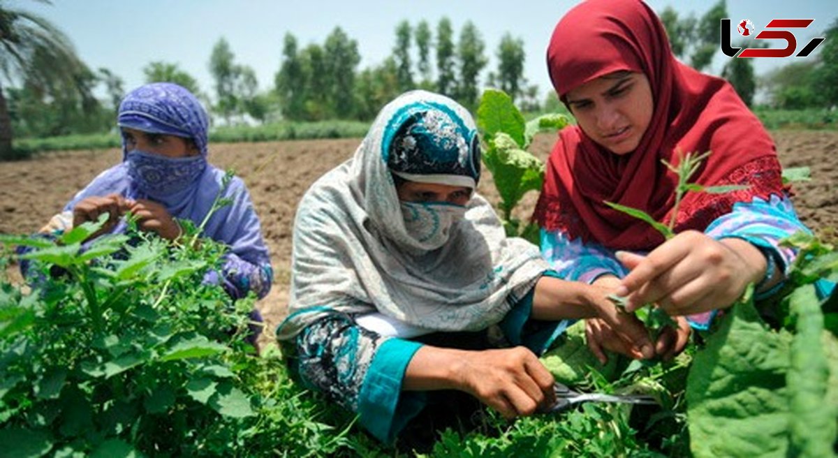 گزارش فائو از نقش مهم ایران در تأمین غذای جهان/ رتبه‌های ۱ تا ۲۰ ایران در صادرات ۲۵ محصول