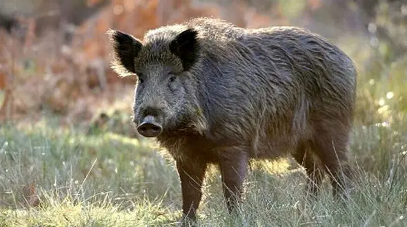 فیلم شکار گراز توسط گله گرگ در ایران