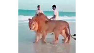 عکس های عجیب از شیرهای وحشی در سواحل دوبی  