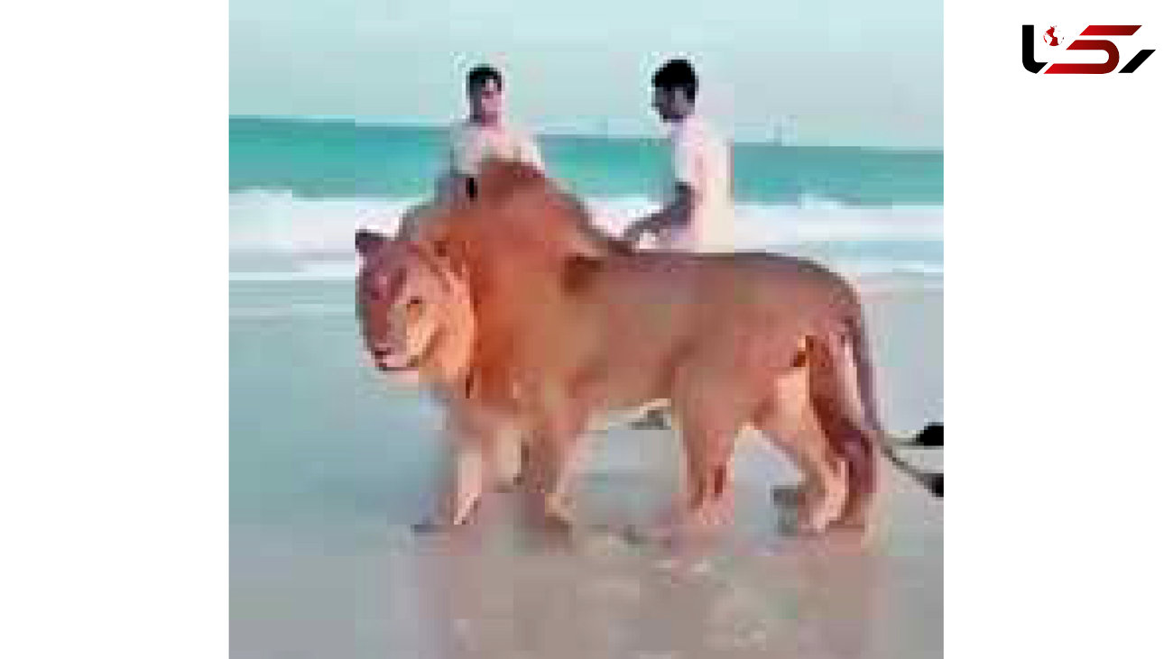 عکس های عجیب از شیرهای وحشی در سواحل دوبی  