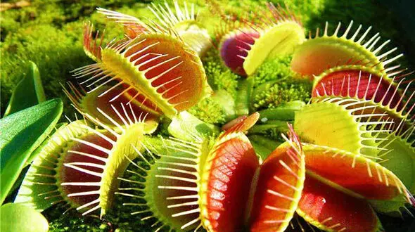 فیلم دیدنی از لحظه شکار گیاهان گوشتخوار 
