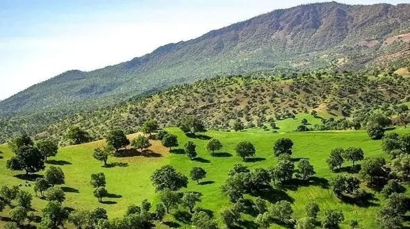 فاجعه در جنگل های خوزستان/ خطر در کمین است!