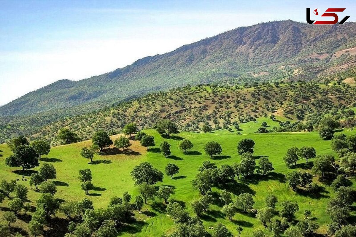 فاجعه در جنگل های خوزستان/ خطر در کمین است!