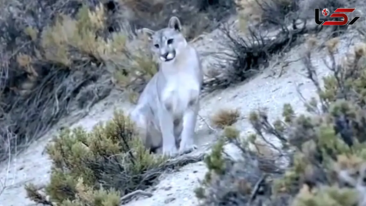 فیلم شکار پنگوئن توسط پوما