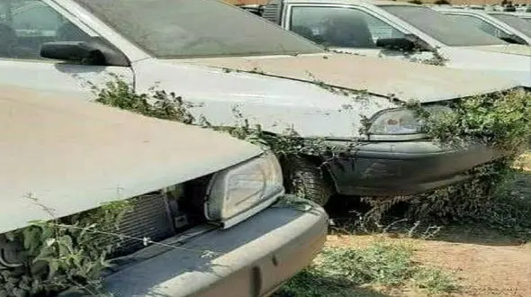 جوانه زدن صدها پراید در پارکینگ های کشور + جزئیات و عکس