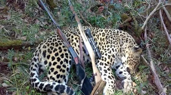 عکسی تلخ از شکار یک پلنگ زیبا در مازندران + جزییات دستگیری شکارچیان