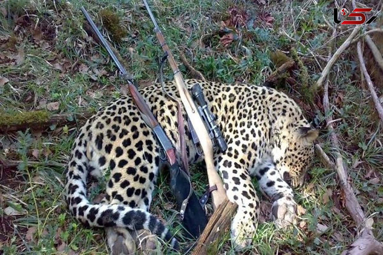 عکسی تلخ از شکار یک پلنگ زیبا در مازندران + جزییات دستگیری شکارچیان