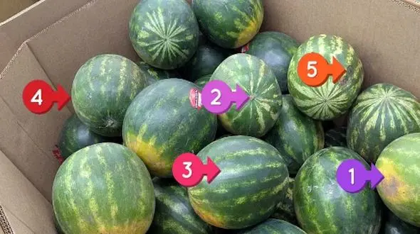 چگونه یک هندوانه شیرین و قرمز انتخاب کنیم؟ رازهای انتخاب هندوانه عالی