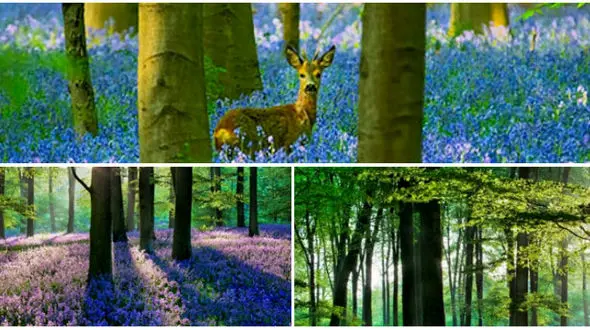 جنگل آبی شگفت انگیز و دیدنی در بلژیک! +تصاویر 