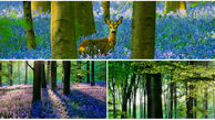 جنگل آبی شگفت انگیز و دیدنی در بلژیک! +تصاویر 