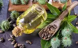 چرا روغن کرچک را در ناف خود بریزیم؟ / اینفوگرافیک