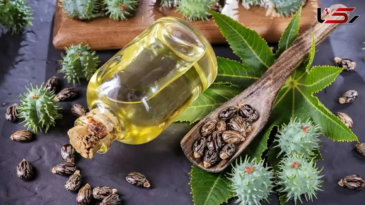 چرا روغن کرچک را در ناف خود بریزیم؟ / اینفوگرافیک