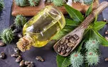 چرا روغن کرچک را در ناف خود بریزیم؟ / اینفوگرافیک