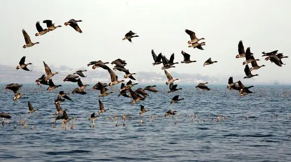 صحنه زیبای مهاجرت غازها در آن سوی آب ها + تصاویر 