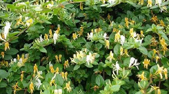 جنگ کرونایی با یک گیاه خوشبو + جزئیات 