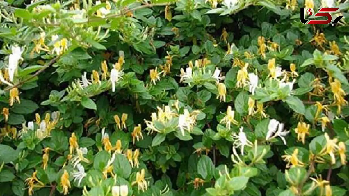 جنگ کرونایی با یک گیاه خوشبو + جزئیات 