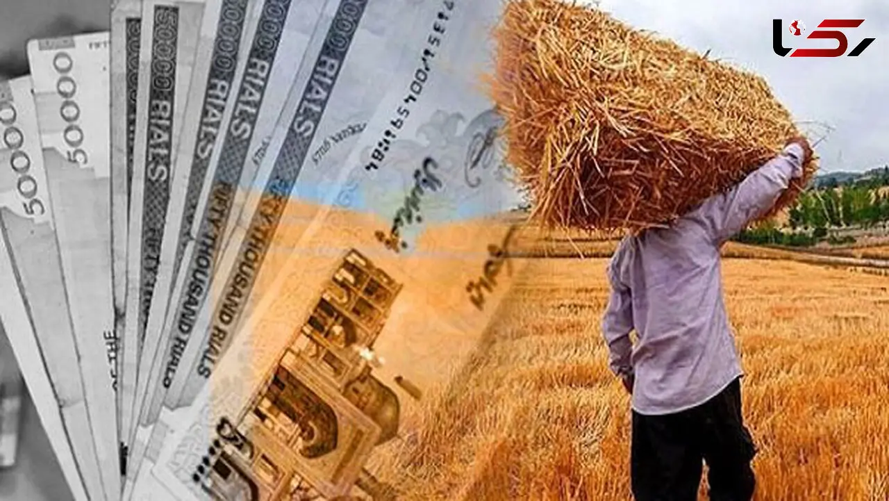 مطالبات گندمکاران هفته آتی تسویه می‌شود
